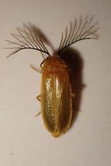 Stenocladius bicoloripes