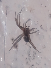 Steatoda grossa