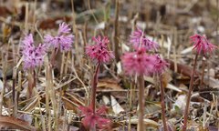 Heloniopsis orientalis