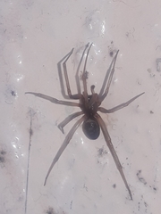 Steatoda grossa