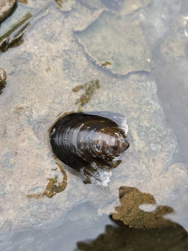 Theodoxus vespertinus observed 2025-07-19
