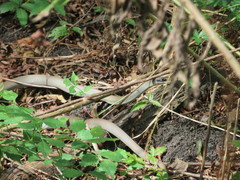 Coluber constrictor latrunculus