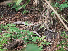 Coluber constrictor latrunculus