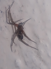 Steatoda grossa