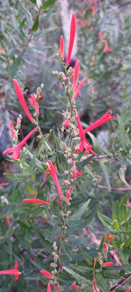 Wright's desert honeysuckle (Anisacanthus quadrifidus)