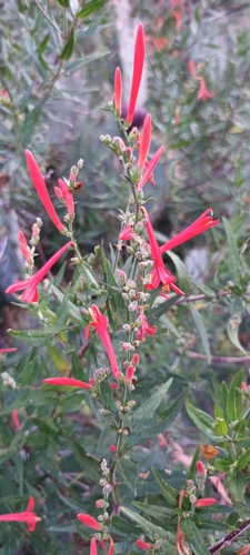 Anisacanthus quadrifidus