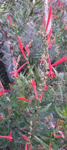 Anisacanthus quadrifidus