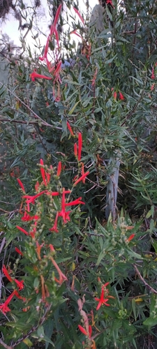 Anisacanthus quadrifidus