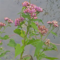 Pluchea odorata