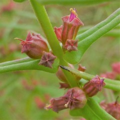 Ammannia coccinea