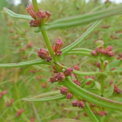 Ammannia coccinea