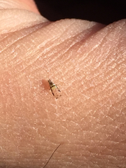 Sarucallis kahawaluokalani