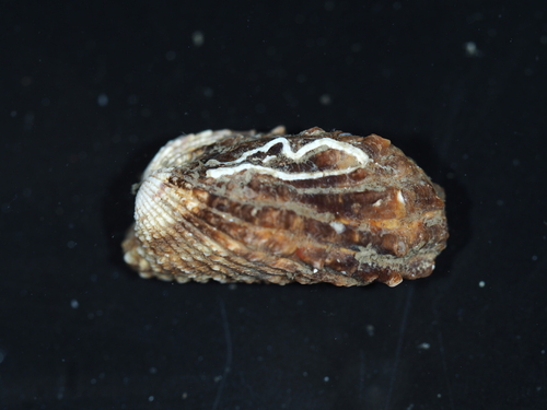 Cardita leana observed 2025-08-19