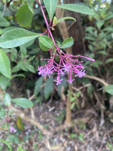 Fuchsia paniculata, 2025-08-18
