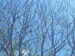 Chrysococcyx lucidus lucidus