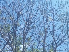 Chrysococcyx lucidus lucidus