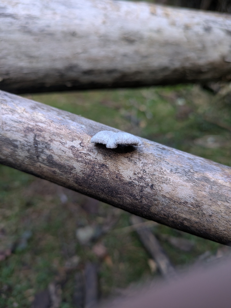 Schizophyllum commune · August 2025 · photo: © zara_n (iNaturalist, cc-by-nc)