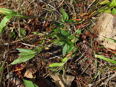 Dichanthelium sphaerocarpon