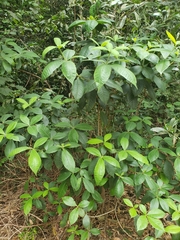 Alstonia muelleriana