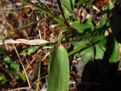 Dichanthelium sphaerocarpon