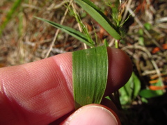 Dichanthelium sphaerocarpon