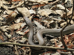 Coluber constrictor latrunculus