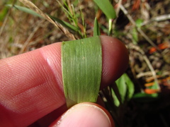 Dichanthelium sphaerocarpon