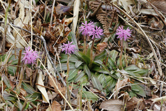 Heloniopsis orientalis