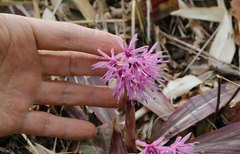 Heloniopsis orientalis