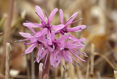 Heloniopsis orientalis