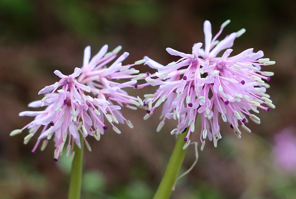 Heloniopsis
