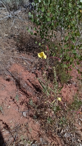 long-stem evening-primrose (Oenothera longissima)