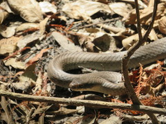 Coluber constrictor latrunculus