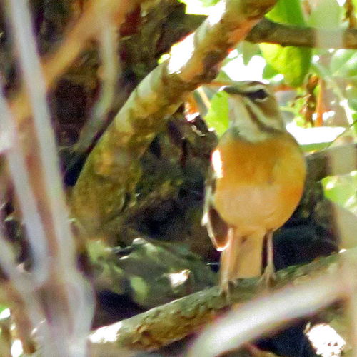 iNaturalist image