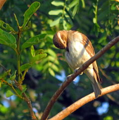 Gymnoris superciliaris