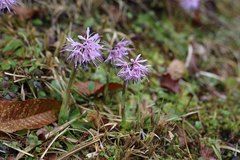 Heloniopsis orientalis