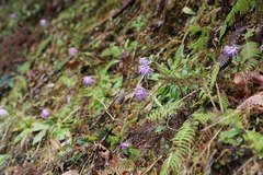 Heloniopsis orientalis