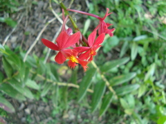 Epidendrum × obrienianum