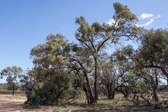Eucalyptus largiflorens
