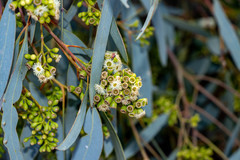 Eucalyptus largiflorens
