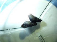 Juga plicifera