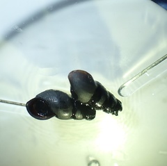 Juga plicifera