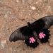 Mariposa Cometa Negra de Parches Rojos - Photo (c) Mauricio Mercadante, algunos derechos reservados (CC BY-NC-SA)