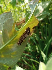 Acronicta rumicis