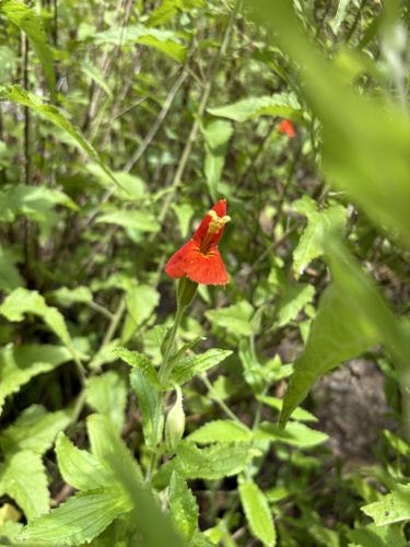 Erythranthe cinnabarina, photograph 3