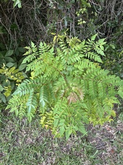 Koelreuteria elegans