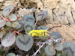 Lepidoptera