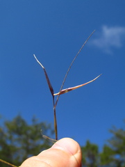 Sporobolus neglectus