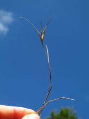 Sporobolus neglectus