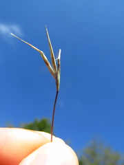 Sporobolus neglectus